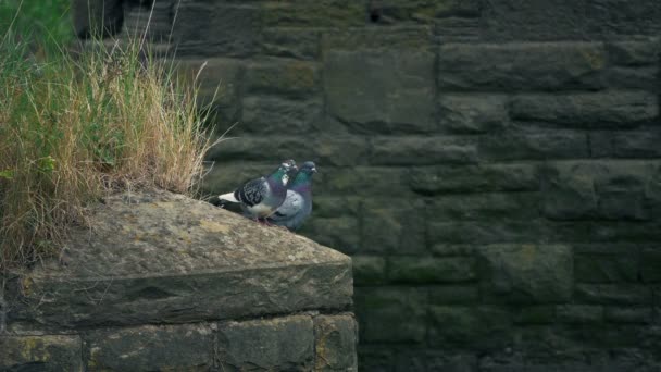 Couple Pigeons Sur Affleurement Vieux Bâtiment — Video