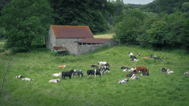 田舎の古い納屋の近くに牛の群れ — ストック動画