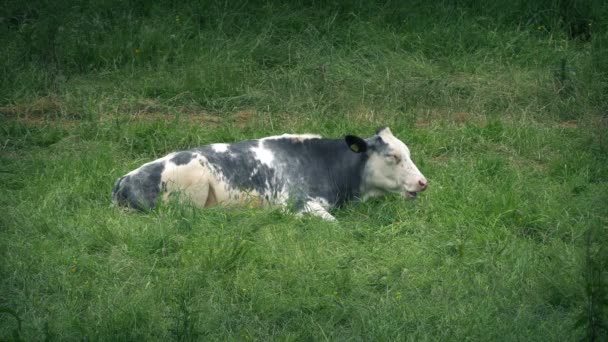 Vache Couché Vers Bas Mâcher Cul Dans Champ — Video