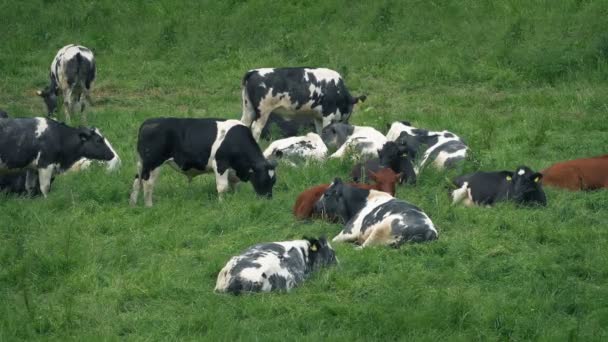 Muchas Vacas Que Yacen Campo — Vídeo de stock