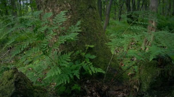 Vorbei Farnen Auf Baumstumpf Wald — Stockvideo