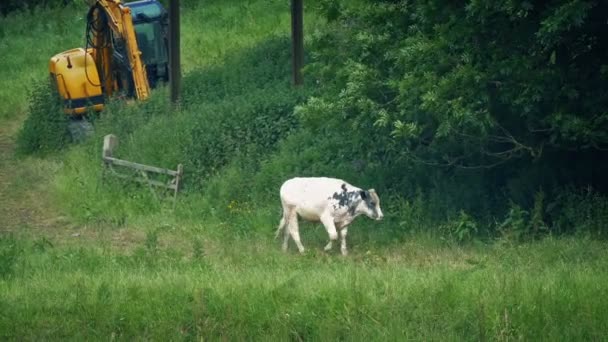 Vaca Caminha Passado Campo Com Máquina Fazenda — Vídeo de Stock
