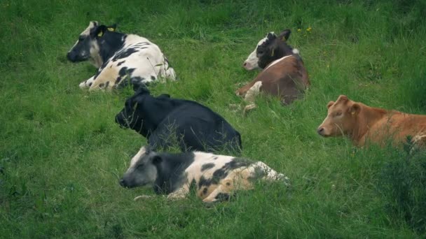 Vacas Descansando Campo Gramado — Vídeo de Stock