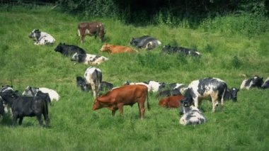 Güneşte Rahatlatıcı Sığır