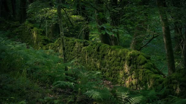 森の中の古代苔の壁 — ストック動画
