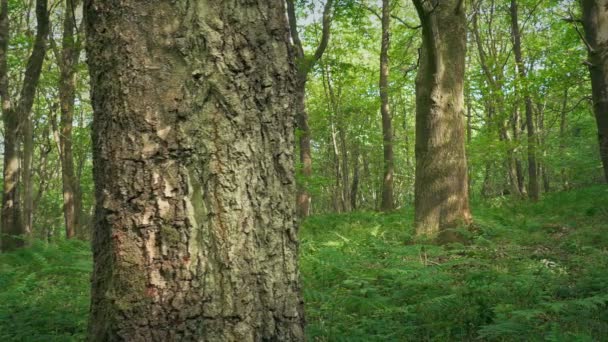 Pasando Árboles Sombra Bosque Tranquilo — Vídeos de Stock