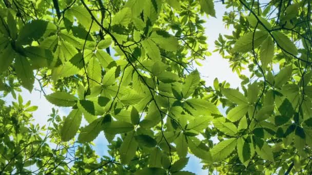 Sonne Scheint Schönem Tag Durch Baumkronen — Stockvideo