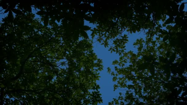 夕方の上の木の上 — ストック動画
