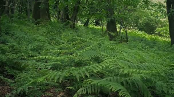 Felci Che Ricoprono Pendio Nel Bosco Brezza — Video Stock