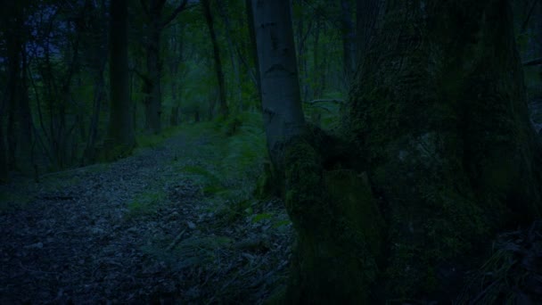 Passerar Gamla Träd Med Stig Kvällen — Stockvideo