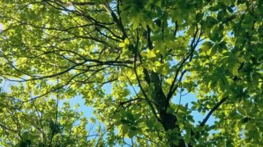 Mükemmel Güneşli Günde Parlayan Ağaç Üstü