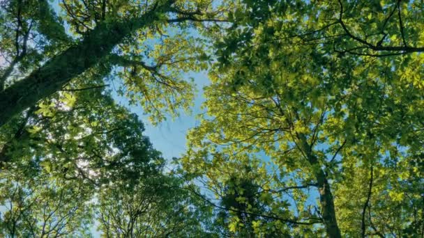 Canopy Árbol Vibrante Arriba Día Soleado — Vídeos de Stock