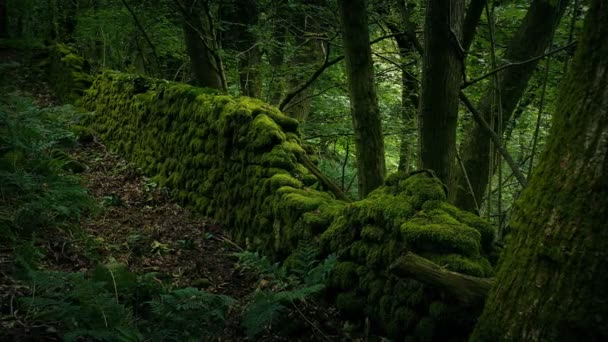 Oude Mossy Muur Het Bos Bewegende Schot — Stockvideo