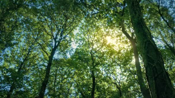 Nachmittags Scheint Die Sonne Auf Den Friedlichen Wald — Stockvideo