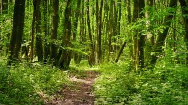 Sunny Woodland through Path Over Hareketli