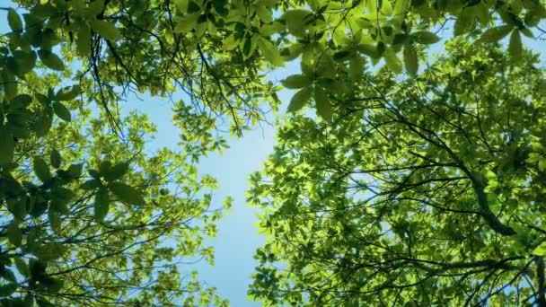 Pohled Modrou Oblohu Vrcholky Stromů — Stock video