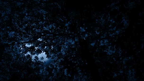 Луна Проглядывает Сквозь Ветви Деревьев — стоковое видео