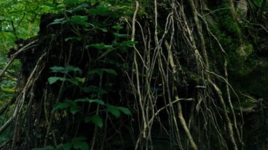 Ormanda Ters Çevrilmiş Ağacın Kökleri