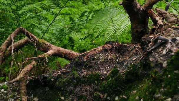 Vorbei Wurzeln Und Farnen Wald — Stockvideo