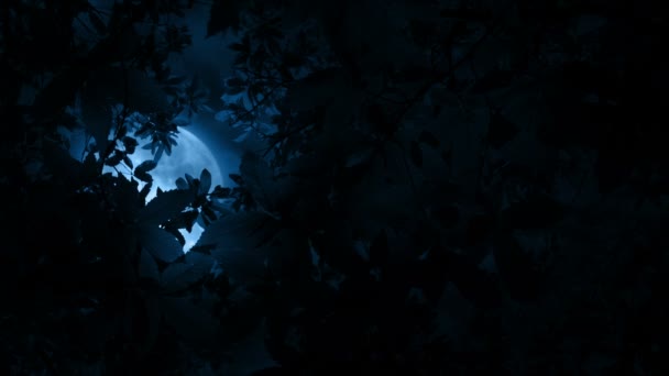 Księżyc Świeci Leafy Top Tree — Wideo stockowe