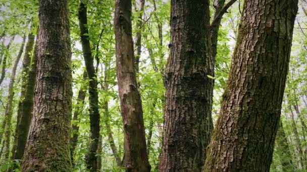 Περνώντας Ομάδα Δέντρων Στο Δάσος — Αρχείο Βίντεο