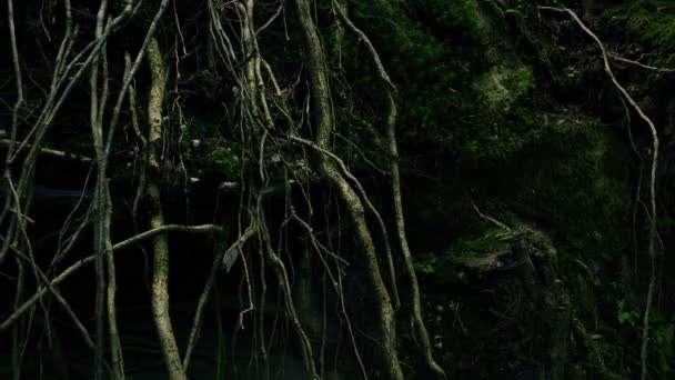 Geçen Ağaç Kökleri Closeup — Stok video