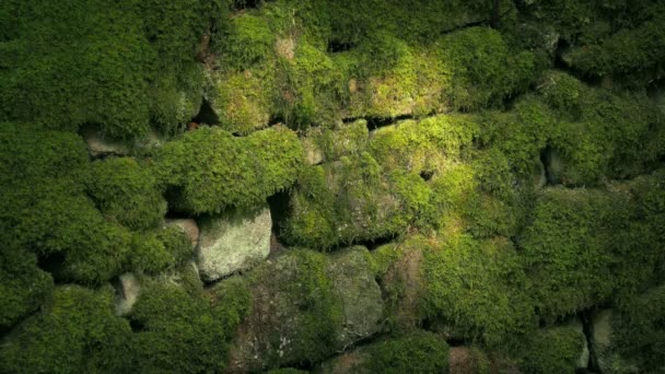 Sunlight Patterns Ancient Mossy Wall — Stock Video