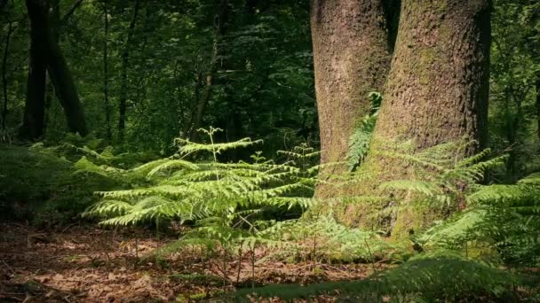 Ouverture Ensoleillée Dans Les Bois Fougères Arbres — Video