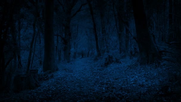 Sentier Travers Les Bois Nuit — Video