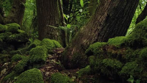 モッシー岩の中で育つ木々が動くショット — ストック動画