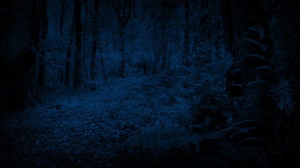 夜间空林地小径 — 图库视频影像
