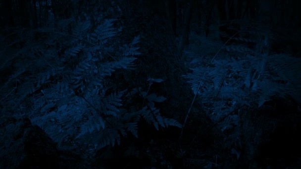 暗闇の中で木でシダを渡す — ストック動画