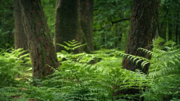 Zomer Bos Met Bomen Die Groeien Onder Varens — Stockvideo