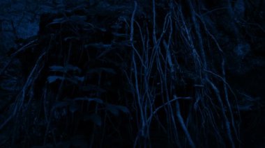 Gece Fallen Tree Roots Geçen