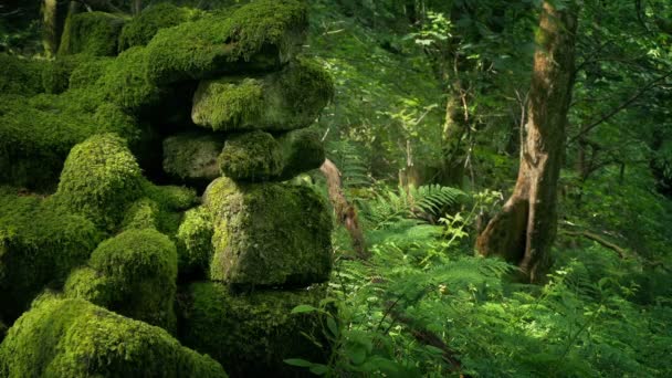 Alte Überwucherte Mauer Wald — Stockvideo