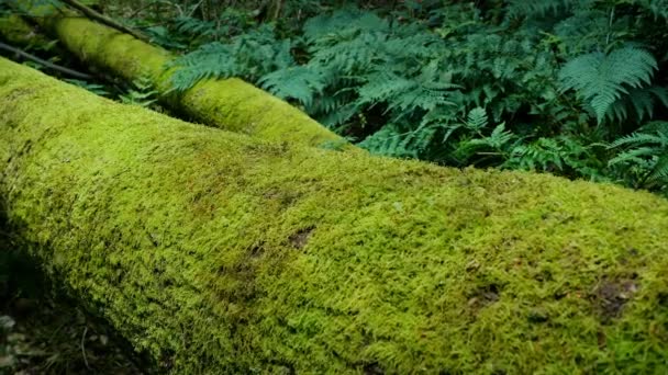 Flytta Över Mossy Loggar Skogen — Stockvideo