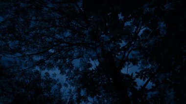 Geceleri Rüzgarda Sallanan Ağaç Tepesi