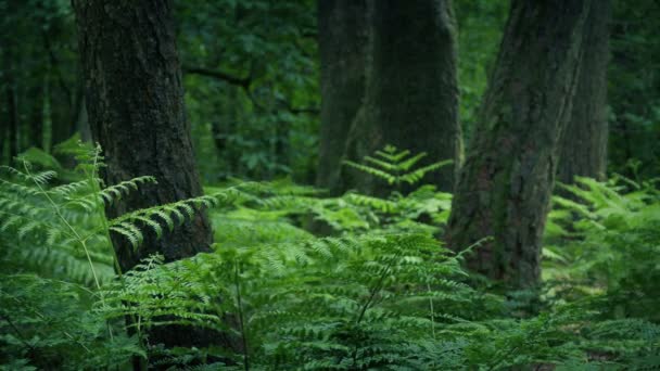 Skogsgläntan Med Träd Och Ormbunkar — Stockvideo