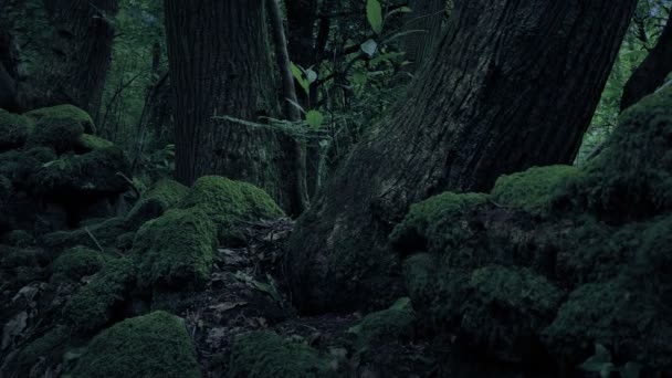 Περνώντας Παλιά Βράχια Και Δέντρα Βράδυ — Αρχείο Βίντεο