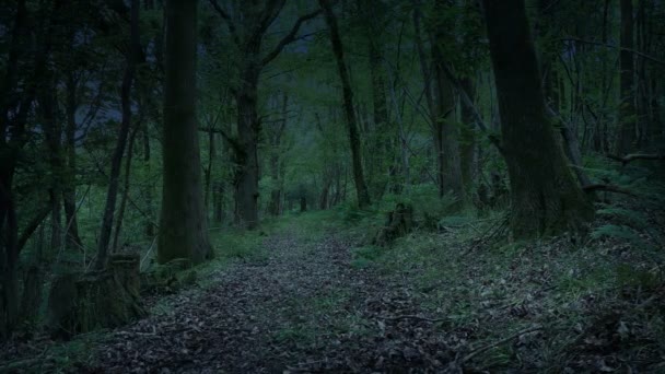 Моторошний Шлях Крізь Ліс Сутінках — стокове відео