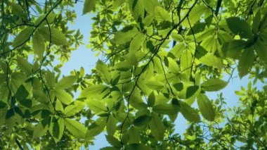Yapraklı Dallar Ve Mavi Gökyüzü Tepebaşı