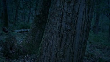 Akşam Woodland Geçen Ağaç Gövdeleri