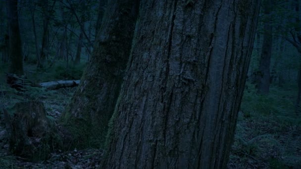Проходячи Стовбури Дерев Вечірньому Лісі — стокове відео