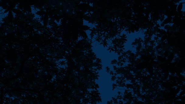 Tmavé Stromy Noci Nad Hlavou — Stock video