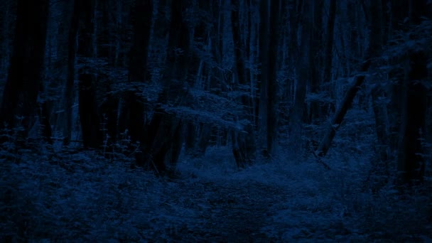 夜の移動ショットで森を通るパス — ストック動画