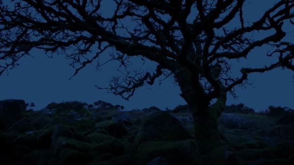 夕暮れ時の不毛の山の上の木 — ストック動画