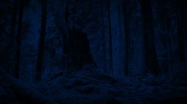 Ormanda Geceleri Ağacın Geçen Kütüğü