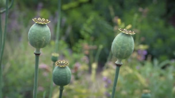 Moving Poppy Plants Garden — Stock Video