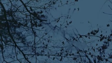 Akşam Havuzda Ağaç Yansıması