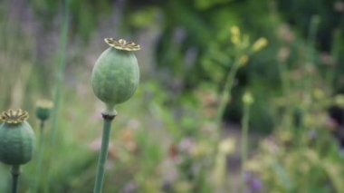 Pretty Garden Çiçek Yatak Haşhaş